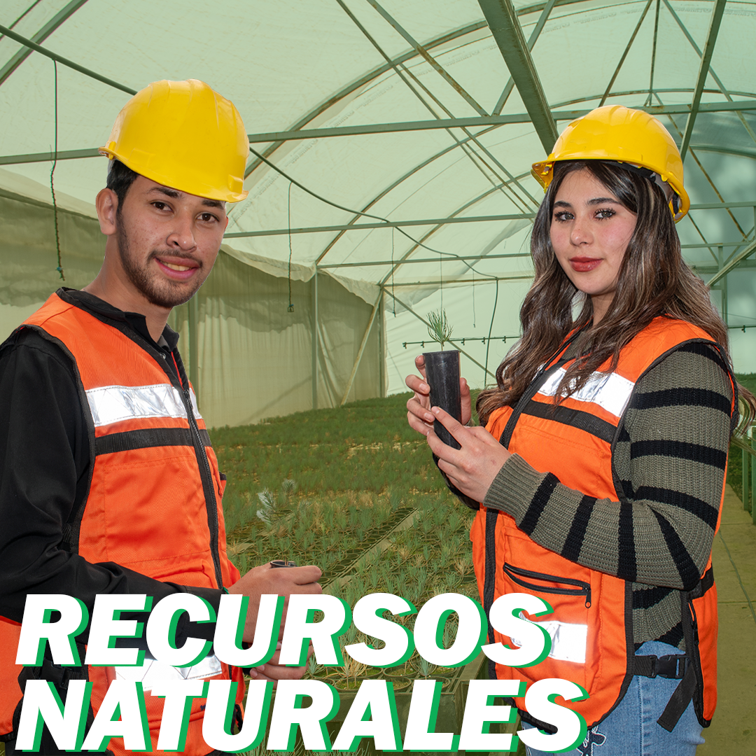 Ingeniería en Manejo Forestal